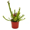 Tubularväxt - Sarracenia farnhamii - Köttätande växt - Kruka 9cm
