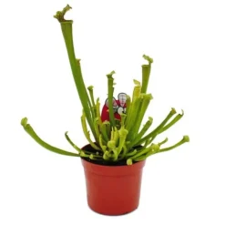 Tubularväxt - Sarracenia farnhamii - Köttätande växt - Kruka 9cm