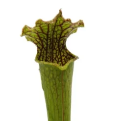 Tubularväxt - Sarracenia farnhamii - Köttätande växt - Kruka 9cm