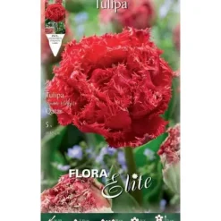 TULIPAN MULTIFLOR FRINGED FAMILJ FÖRPACKNING MED 5 HÖSTBULBERR