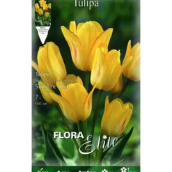 TULIPANER MULTIFLOR SUNSHINE KLUB FÖRPACKNING MED 7 HÖSTLÖKAR BULBS BULBES