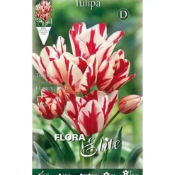 TULPAN MULTIFLOR FLAMING CLUB FÖRPACKNING MED 7 HÖSTBULBAS BULBS BULBES