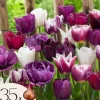 Tulpanlökar - Set om 35 - Tulipa 'Blueberry' - Blomlökar - Purpur
