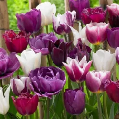 Tulpanlökar - Set om 35 - Tulipa 'Blueberry' - Blomlökar - Purpur