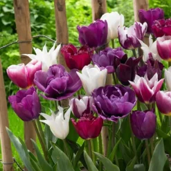 Tulpanlökar - Set om 35 - Tulipa 'Blueberry' - Blomlökar - Purpur