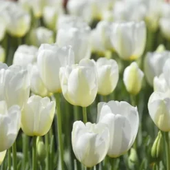 Tulpanlökar - Set om 35 - Tulipa 'Blueberry' - Blomlökar - Purpur