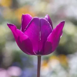 Tulpanlökar - Set om 35 - Tulipa 'Blueberry' - Blomlökar - Purpur