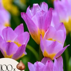 Tulpanlökar - Set om 100 - Tulipa bakeri 'Lilac Wonder' - Blomlökar - Flerfärgad