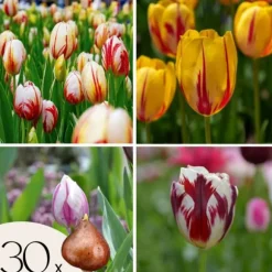 Tulpanlökar - Set om 30 - Tulipa 'Flaming Beauty Mix' - Blomlökar - Flerfärgad