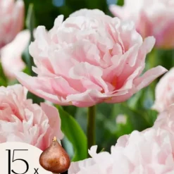 Tulpanlökar - Set om 15 - Tulipa 'Dreamer' - Blomlökar - Rosa