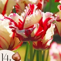 Tulpanlökar - Set om 14 - Tulipa 'Estella Rijnveld' - Blomlökar - Röd