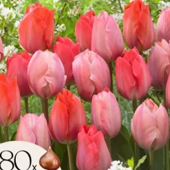 Tulpanlökar - Set om 80 - Tulipa 'Salmon', 'Van Eijk' - Blomlökar - Röd