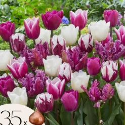 Tulpanlökar - Set om 35 - Tulipa 'Pastel' - Blomlökar - Flerfärgad