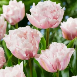 Tulpanlökar - Set om 25 - Tulipa 'Dreamer' - Blomlökar - Rosa