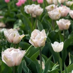 Tulpanlökar - Set om 25 - Tulipa 'Dreamer' - Blomlökar - Rosa