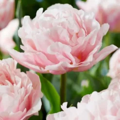 Tulpanlökar - Set om 25 - Tulipa 'Dreamer' - Blomlökar - Rosa