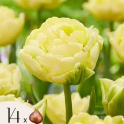 Tulpanlökar - Set om 14 - Tulipa 'Avant Garde' - Blomlökar - Geel