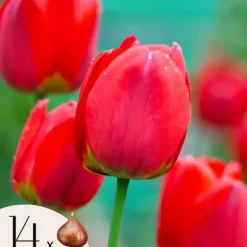 Tulpanlökar - Set om 14 - Tulipa 'Red Impression' - Blomlökar - Röd