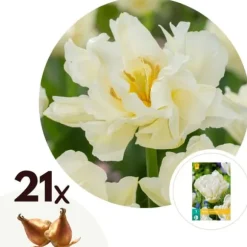 Tulpanlökar - Set om 21 - Tulipa 'Northcap' - Blomlökar - Geel