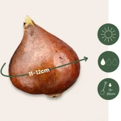 Tulpanlökar - Set om 21 - Tulipa 'Northcap' - Blomlökar - Geel