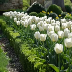 Tulpanlökar - Set om 21 - Tulipa 'Northcap' - Blomlökar - Geel