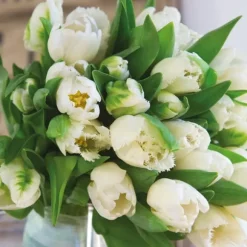 Tulpanlökar - Set om 21 - Tulipa 'Northcap' - Blomlökar - Geel