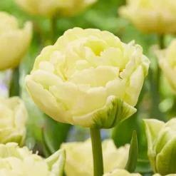 Tulpanlökar - Set om 21 - Tulipa 'Avant Garde' - Blomlökar - Geel