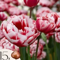 Tulpanlökar - Sæt om 15 - Tulipa 'Drumline' - Blomlökar