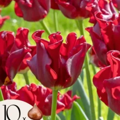 Tulpanlökar 'Red Dress' - Set med 10 st - Vinterhärdiga & fleråriga