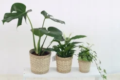 UNIVERSALGÖDSEL BIOHUMUS 1L AGRECOL NATURA