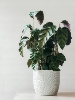 UNIVERSALGÖDSEL BIOHUMUS 1L AGRECOL NATURA