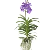 Vanda orkidé - Vanda 'Magic Royal Blue' - Höjd 55-65cm