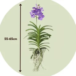 Vanda orkidé - Vanda 'Magic Royal Blue' - Höjd 55-65cm