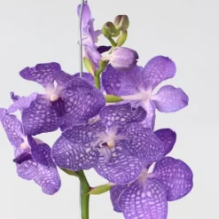 Vanda orkidé - Vanda 'Magic Royal Blue' - Höjd 55-65cm