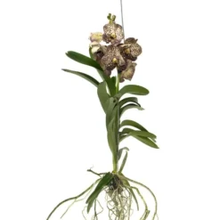 Vanda orkidé - Vanda 'Ocelot Mocha' - Höjd 55-65cm