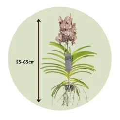 Vanda orkidé - Vanda 'Ocelot Mocha' - Höjd 55-65cm