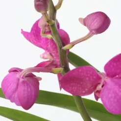 Vanda orkidé - Vanda 'Pink' - Höjd 45-55cm