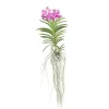 Vanda orkidé - Vanda 'Pink' - Höjd 45-55cm