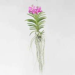 Vanda orkidé - Vanda 'Pink' - Höjd 45-55cm