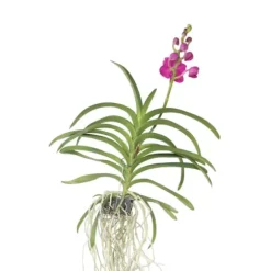 Vanda orkidé - Vanda 'Pink' - Höjd 55-65cm