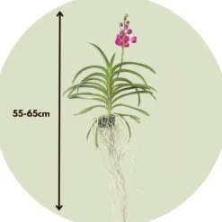 Vanda orkidé - Vanda 'Pink' - Höjd 55-65cm