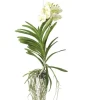 Vanda orkidé - Vanda 'Tayanee White' - Höjd 45-55cm