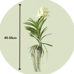 Vanda orkidé - Vanda 'Tayanee White' - Höjd 45-55cm