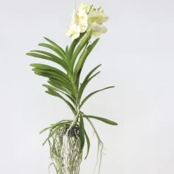 Vanda orkidé - Vanda 'Tayanee White' - Höjd 45-55cm