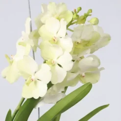 Vanda orkidé - Vanda 'Tayanee White' - Höjd 45-55cm