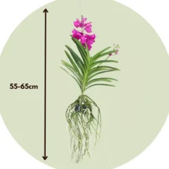 Vanda orkidé - Vanda 'Tayanee Cerise' - Höjd 55-65cm