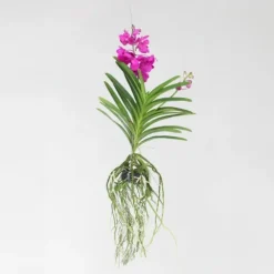 Vanda orkidé - Vanda 'Tayanee Cerise' - Höjd 55-65cm