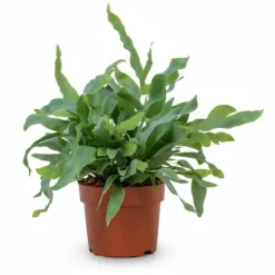 Varensplant Phlebodium - Ormbunke i 12 cm Kruka, Höjd ca 32 cm