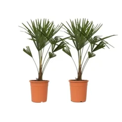 Väderkvarnspalm - Set om 2 - Trachycarpus Fortunei - Höjd 65-75cm - ⌀21cm