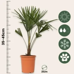 Väderkvarnspalm - Set om 2 - Trachycarpus Fortunei - Höjd 65-75cm - ⌀21cm